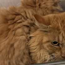 Thumbnail photo of Biscuit #2