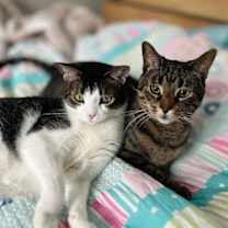 Thumbnail photo of Teddy #1