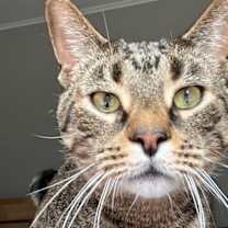 Thumbnail photo of Teddy #4