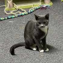 Thumbnail photo of Early #3