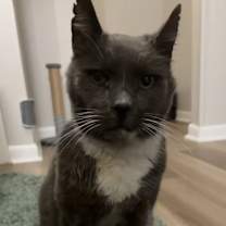 Thumbnail photo of Wolfgang #1