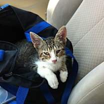 Thumbnail photo of Uno #1