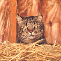 adopt-pet