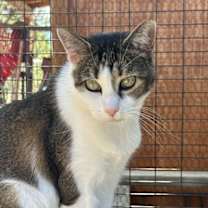 Thumbnail photo of Nina [Permanent Foster] #2