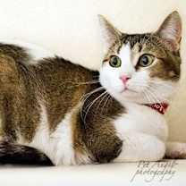 Thumbnail photo of Nina [Permanent Foster] #3