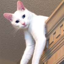 Thumbnail photo of Eli #1