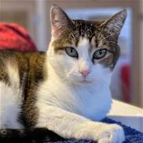 Thumbnail photo of Nina [Permanent Foster] #4