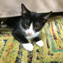 Thumbnail photo of Chava aka "Cha Cha" #1