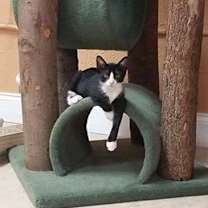 Thumbnail photo of Chava aka "Cha Cha" #3