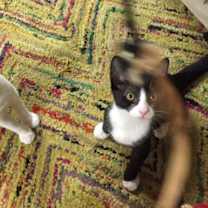 Thumbnail photo of Chava aka "Cha Cha" #2