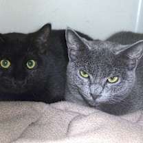 Thumbnail photo of Dela #2