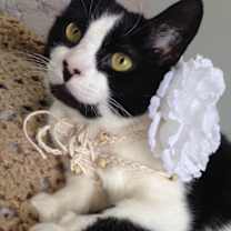Thumbnail photo of CLAIRE/ single cat hiome #1