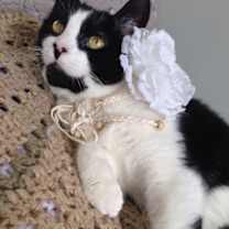 Thumbnail photo of CLAIRE/ single cat hiome #2