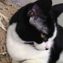 Thumbnail photo of CLAIRE/ single cat hiome #3