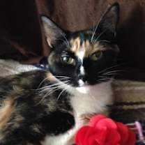 Thumbnail photo of Florentine/ loving and sweet #1