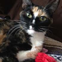 Thumbnail photo of Florentine/ loving and sweet #3