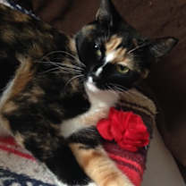 Thumbnail photo of Florentine/ loving and sweet #4