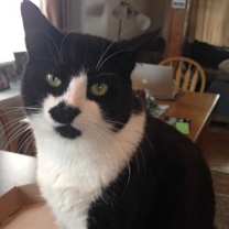 Thumbnail photo of DOMINO prefers single cat home #2