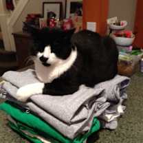 Thumbnail photo of DOMINO prefers single cat home #4