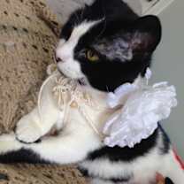 Thumbnail photo of CLAIRE/ single cat hiome #4