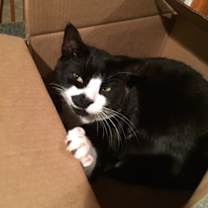 Thumbnail photo of DOMINO prefers single cat home #3