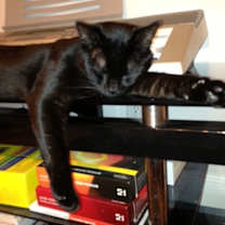 Thumbnail photo of Noir/ curious #2