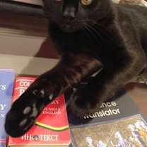 Thumbnail photo of Noir/ curious #1
