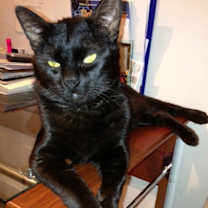 Thumbnail photo of Noir/ curious #4