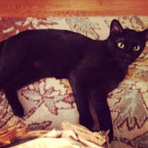Thumbnail photo of Noir/ curious #3