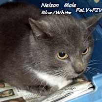 Thumbnail photo of Nelson #1