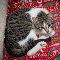 Thumbnail photo of Alex #1