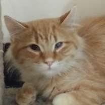 Thumbnail photo of Leo #2