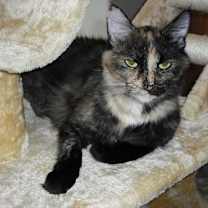 Thumbnail photo of Georgie Girl #1