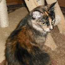 Thumbnail photo of Georgie Girl #3