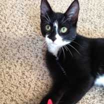 Thumbnail photo of FIGARO/ dog-alike personality #3