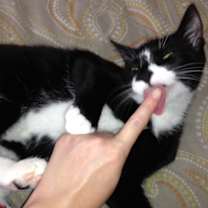 Thumbnail photo of FIGARO/ dog-alike personality #4