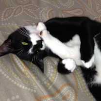 Thumbnail photo of FIGARO/ dog-alike personality #1