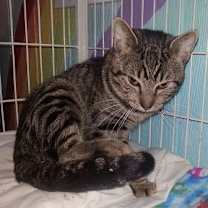 Thumbnail photo of Rusty #2