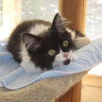 Thumbnail photo of Briar #3