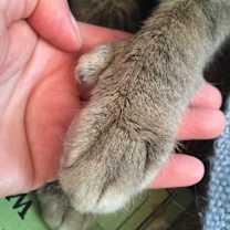 Thumbnail photo of ERNEST/ Huge Personality #4