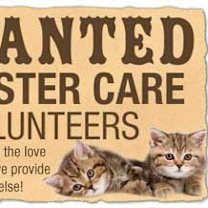 Thumbnail photo of FOSTER HOME NEEDED #2