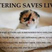 Thumbnail photo of FOSTER HOME NEEDED #3
