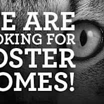 Thumbnail photo of FOSTER HOME NEEDED #1