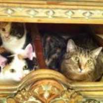 Thumbnail photo of Hope #3