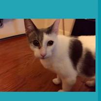 Thumbnail photo of Chance the cat #1