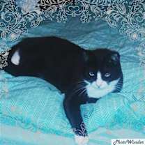 Thumbnail photo of Sylvester #1