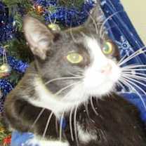 Thumbnail photo of Sylvester #2