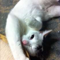 Thumbnail photo of Oliver/loves to play #1