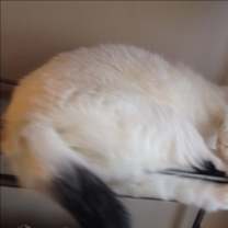 Thumbnail photo of Oliver/loves to play #2