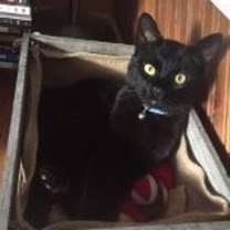 Thumbnail photo of Dexter/ dog alike personality #1